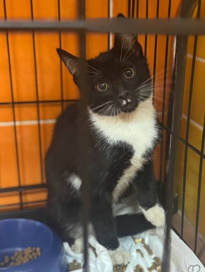 Самый ласковый котёнок мечтает покинуть клетку...