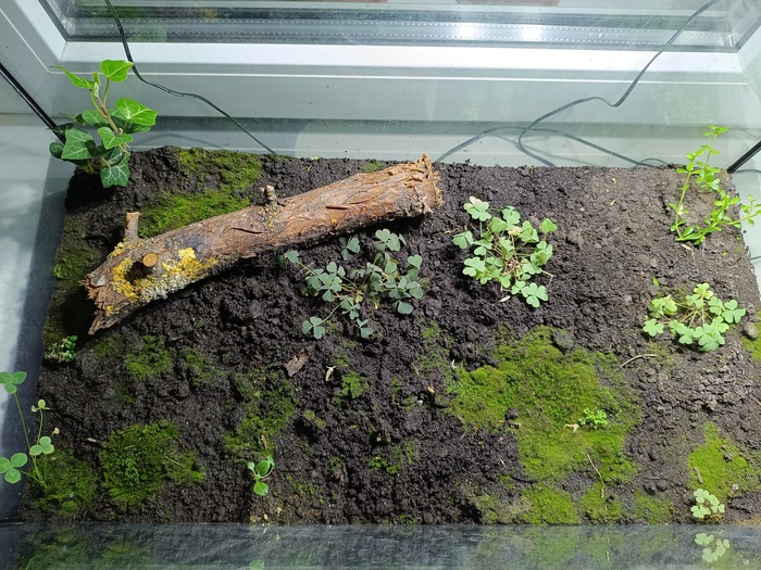 Тропический лес от начала до сегодняшнего дня Растения, Проект, Тропики, Лес, Длиннопост