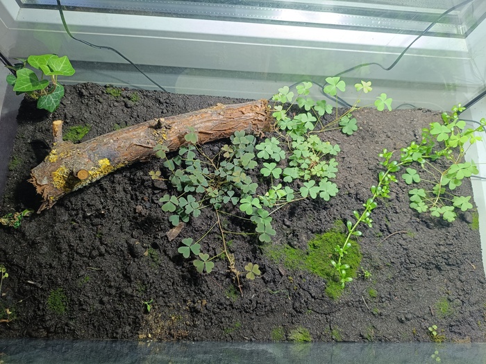 Тропический лес от начала до сегодняшнего дня Растения, Проект, Тропики, Лес, Длиннопост