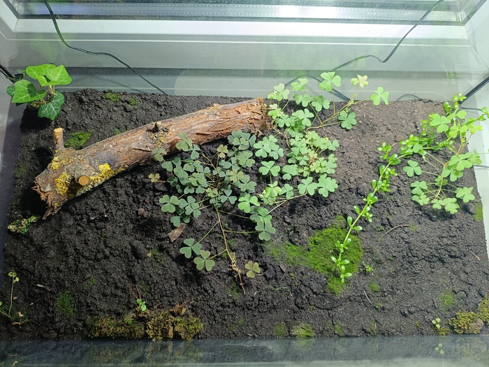 Тропический лес от начала до сегодняшнего дня Растения, Проект, Тропики, Лес, Длиннопост