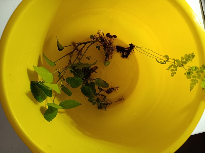 Тропический лес от начала до сегодняшнего дня Растения, Проект, Тропики, Лес, Длиннопост