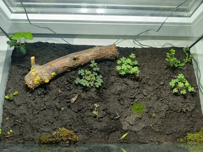 Тропический лес от начала до сегодняшнего дня Растения, Проект, Тропики, Лес, Длиннопост