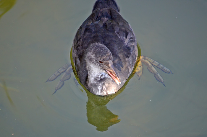 Кто сказал, что пауки не бывают пернатыми? :)