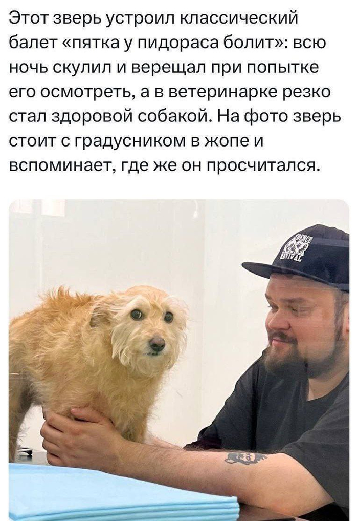   ! ,   , , , Telegram (), 