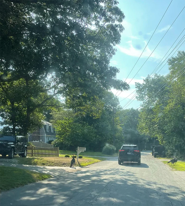 Пикник в оружейном клубе США, Мужская кулинария, Уличная еда, Длиннопост