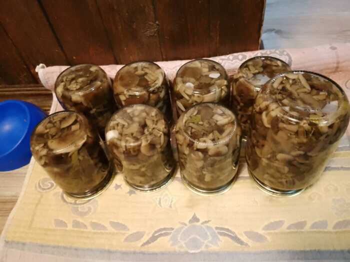 Тихая охота. Опята Грибы, Тихая охота, Отдых на природе, Опята, Своими руками, Грибники, Длиннопост