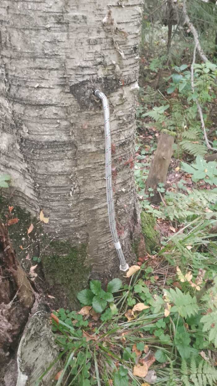 Тихая охота. Опята Грибы, Тихая охота, Отдых на природе, Опята, Своими руками, Грибники, Длиннопост