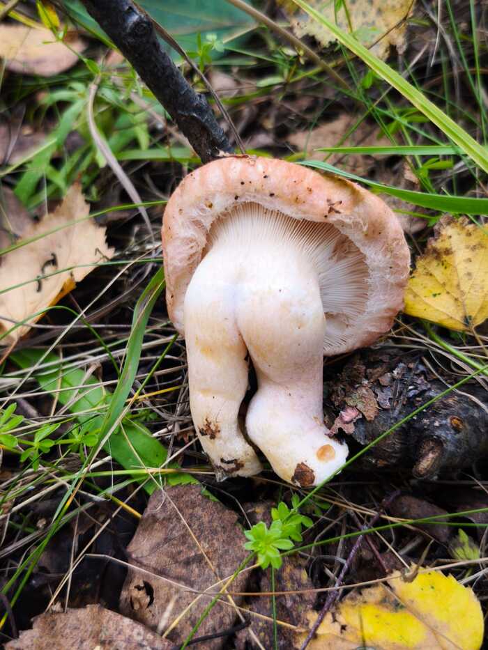      , , , , , 