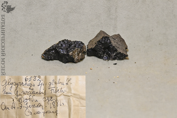 Экстракт корня солодки от А.Э. Регеля 1881 г. Из фондов Ботанического музея БИН РАН.