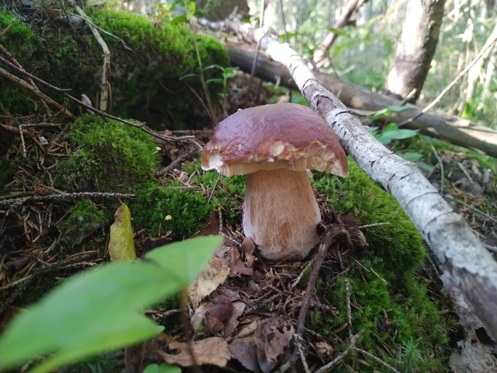 Грибалка Грибы, Тихая охота, Азарт, Длиннопост