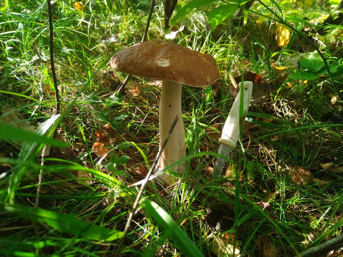 Грибалка Грибы, Тихая охота, Азарт, Длиннопост