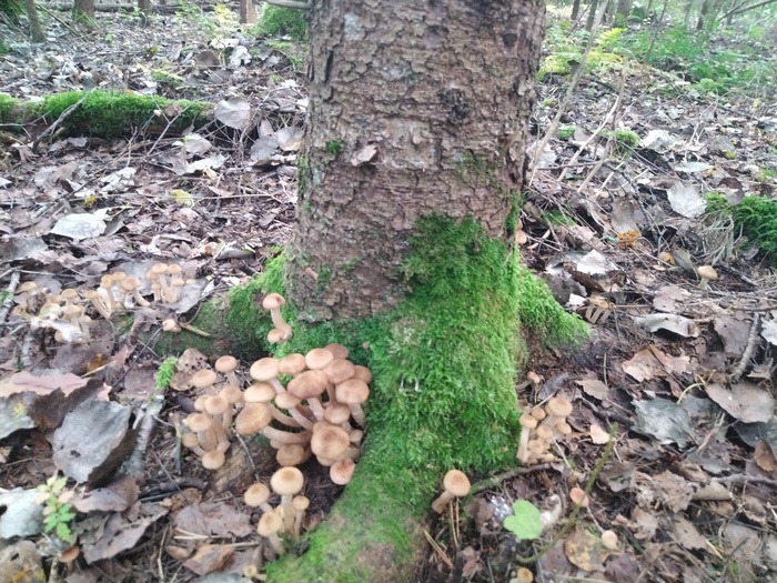 Грибалка Грибы, Тихая охота, Азарт, Длиннопост