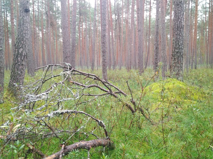 Грибалка Грибы, Тихая охота, Азарт, Длиннопост
