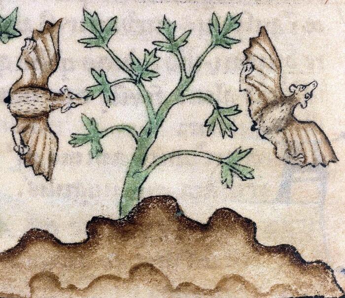  . "De Natura animalium" (  ), , . 1270 . , ,  ,  711.