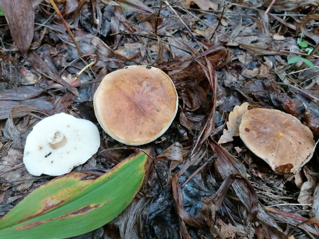 ����������� ����