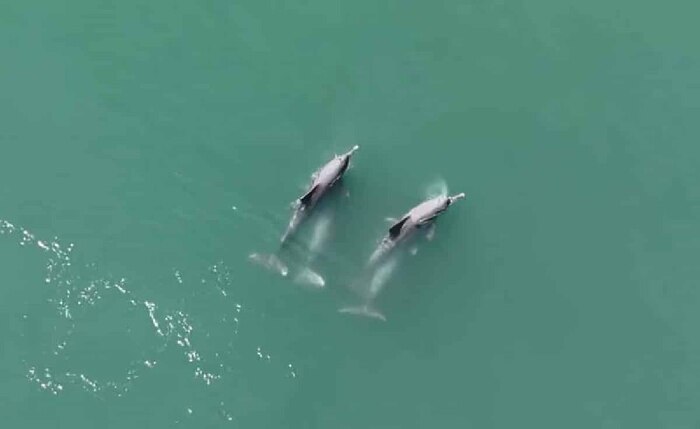 Уникальные кадры с дрона: впервые снят полный цикл спаривания горбатых дельфинов (Sousa plumbea) в дикой природе Кросспостинг, Pikabu Publish Bot, Новости, Животные, Млекопитающие