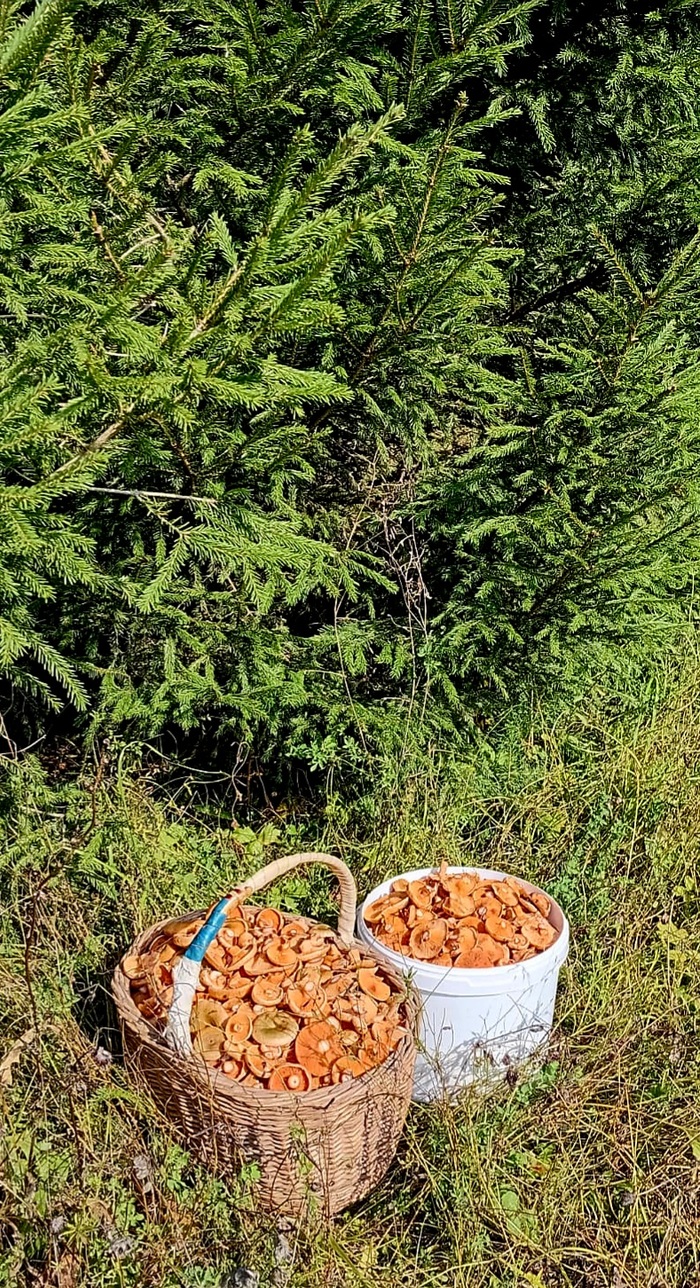 Собиоали только средние и маленькие. Совсем малюток оставили расти.