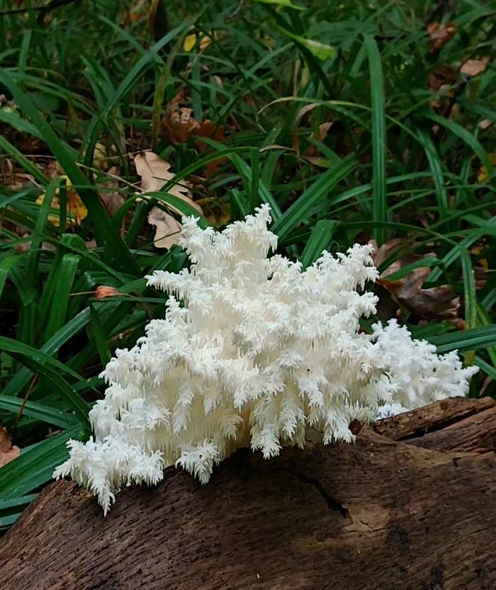   (Hercium corallodes) , , ,  , , 