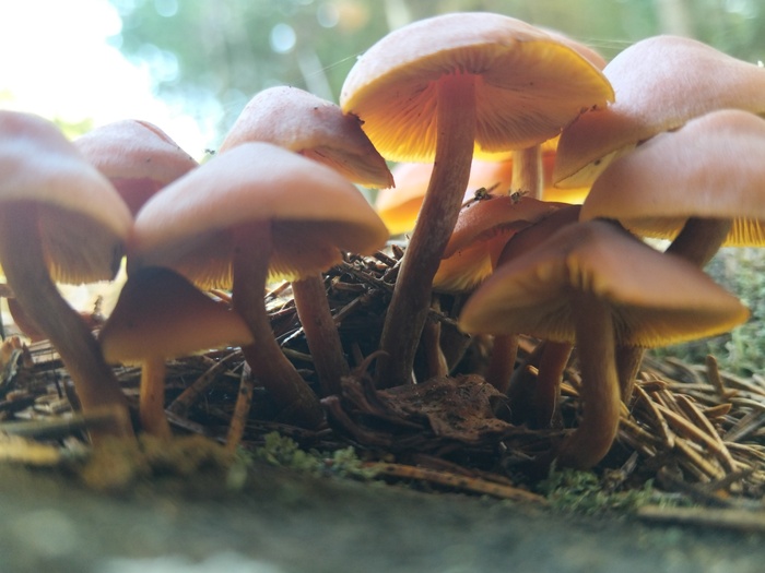 Киришский район Грибы, Тихая охота, Длиннопост