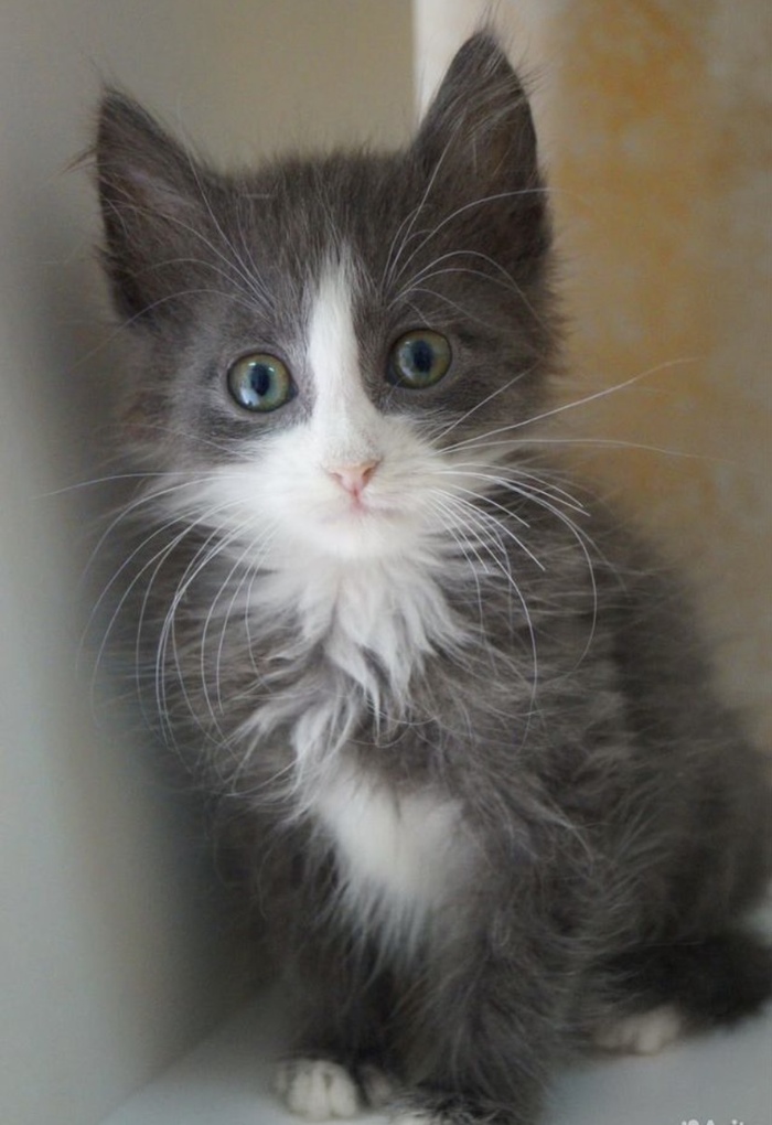 Сейчас наодится в клеточке в клинике, отъедается, приходит в себя