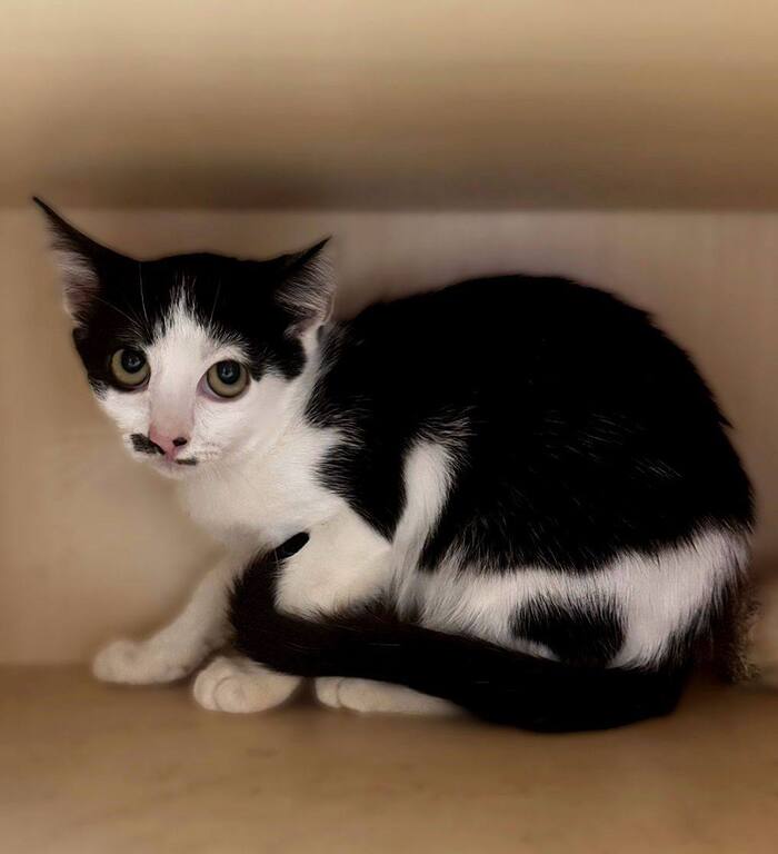 Печальная котенок девочка с усиками ищет дом!