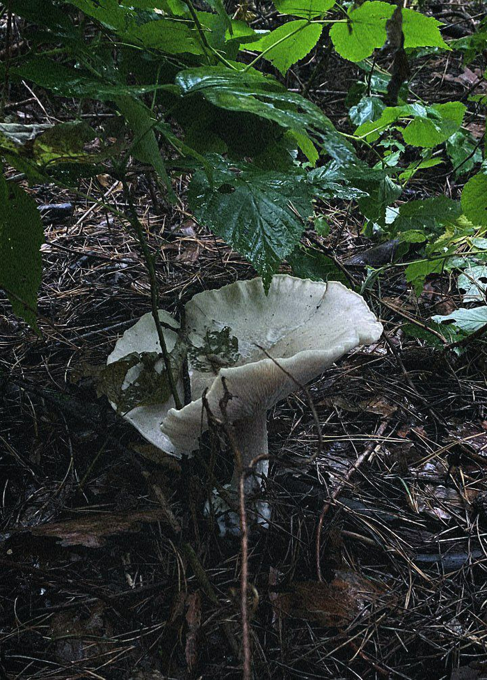 Автор: <!--noindex--><a href="https://pikabu.ru/story/fotoapparat_fyed_5v_13159917?u=http%3A%2F%2Ft.me%2FFa11en42&t=t.me%2FFa11en42&h=eb9ac28094d215d2a570ce5a902d0492f9e3fa4b" title="http://t.me/Fa11en42" target="_blank" rel="nofollow noopener">t.me/Fa11en42</a><!--/noindex-->