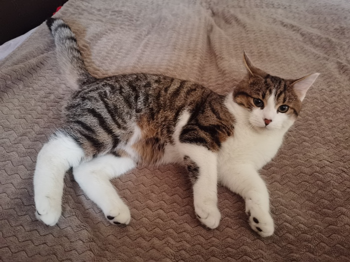 Ищу кота Вопрос, Спроси Пикабу, Крик души, Пикабу, Длиннопост, Кот, Потерялся кот