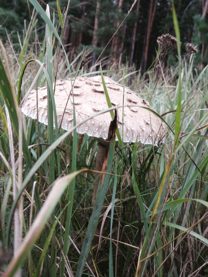 Грибное Грибы, Лес, Природа, Длиннопост