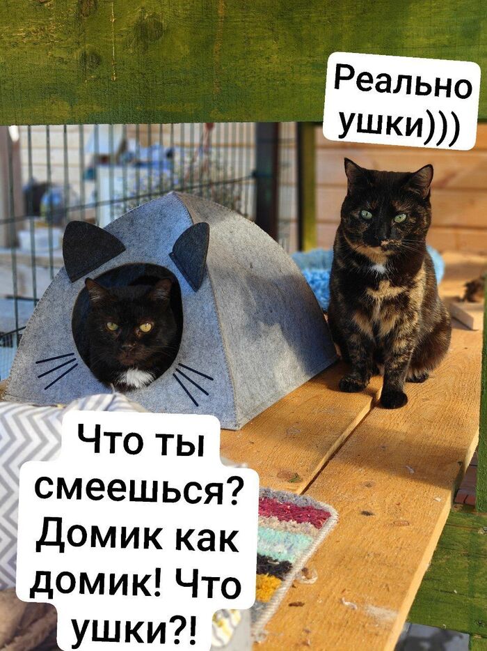 Дед и Трехцветка с дач