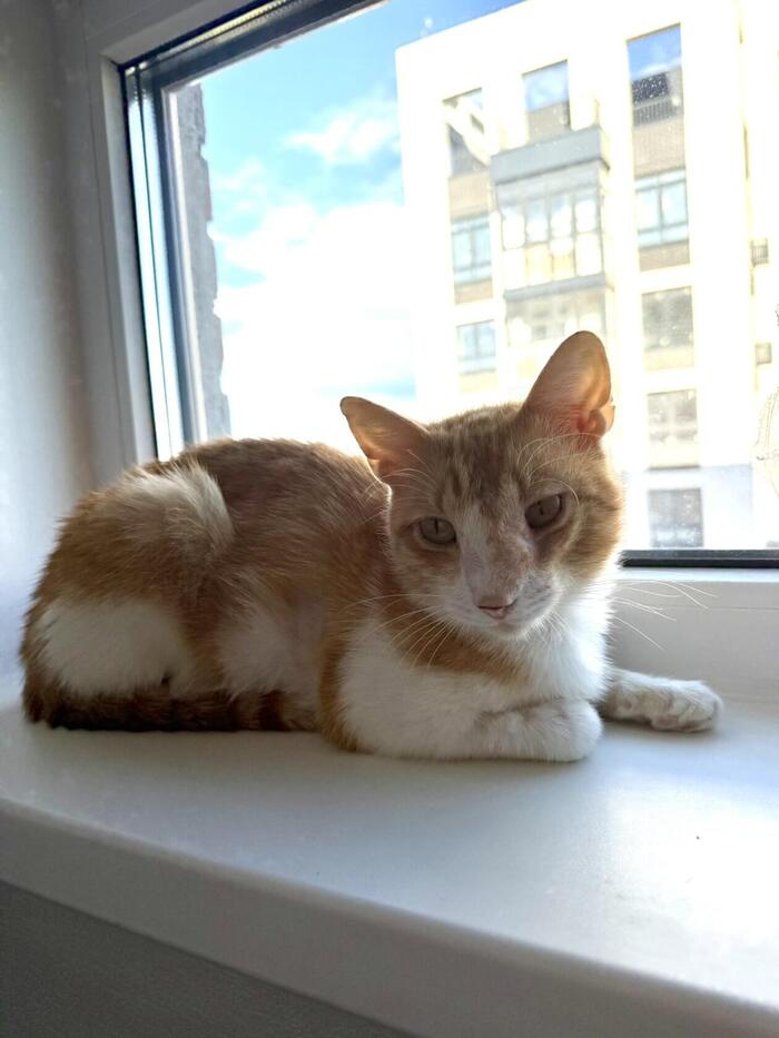 Рыжий грустно смотрит на пустую миску. Не верьте ему, он ел