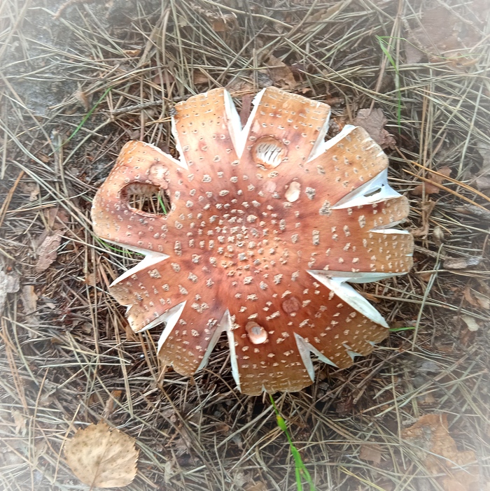   , , 