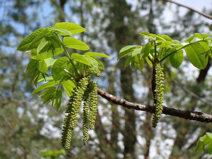 Тычиночные сережки маньчжурского ореха. Фото с сайта <!--noindex--><a href="https://pikabu.ru/story/orekh_manchzhurskiy_13179172?u=http%3A%2F%2Fgoogle.com&t=google.com&h=29e56248658a39020366b97a6488d9f40f970e97" title="http://google.com" target="_blank" rel="nofollow noopener">google.com</a><!--/noindex-->.