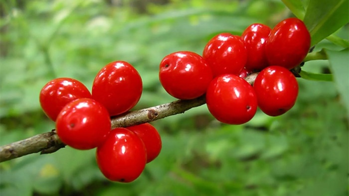    ,  ! .    <!--noindex--><a href="https://pikabu.ru/story/yadovityie_yagodyi_post_1_13172618?u=http%3A%2F%2Fminzdrav.tatarstan.ru&t=minzdrav.tatarstan.ru&h=3b526e0f478c2c848fa33a609d138138c32f807d" title="http://minzdrav.tatarstan.ru" target="_blank" rel="nofollow noopener">minzdrav.tatarstan.ru</a><!--/noindex-->.