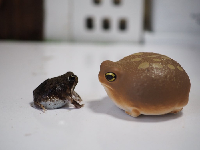 --  ,  ! It Is Wednesday My Dudes, , 