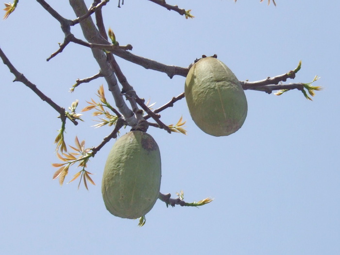 Из цветочка появляется вот такой плод