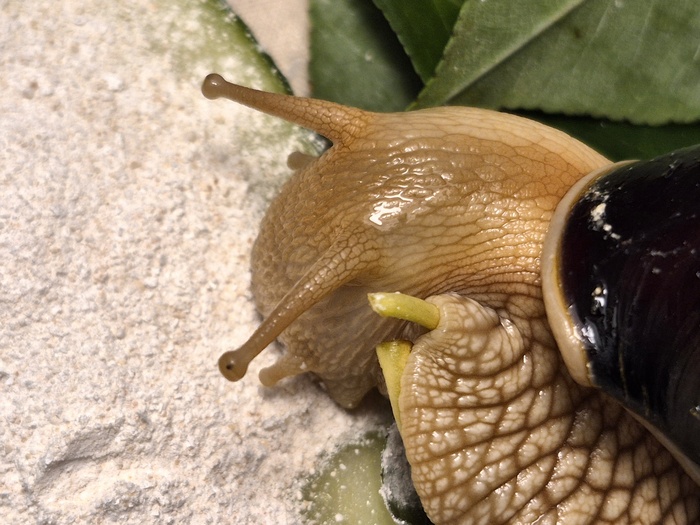 Улитки ахатины едят огурец