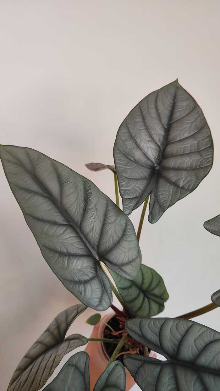 Алоказия Red Gray