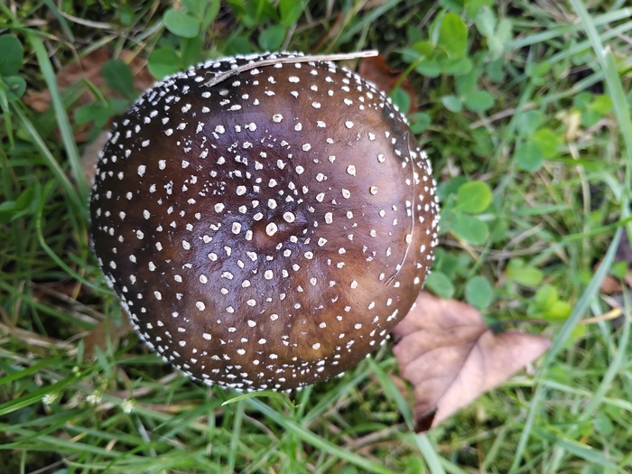   ?  , , , , 