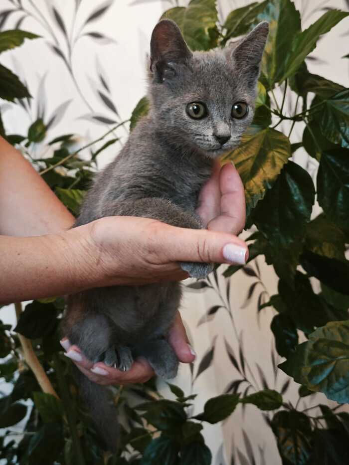 В поисках дома котята Без рейтинга, Животные, Помощь, Помощь животным, Спасение животных, Длиннопост, Кот