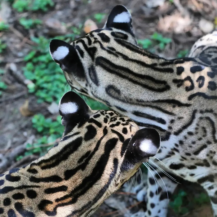 Рисунок кошачьей шеи