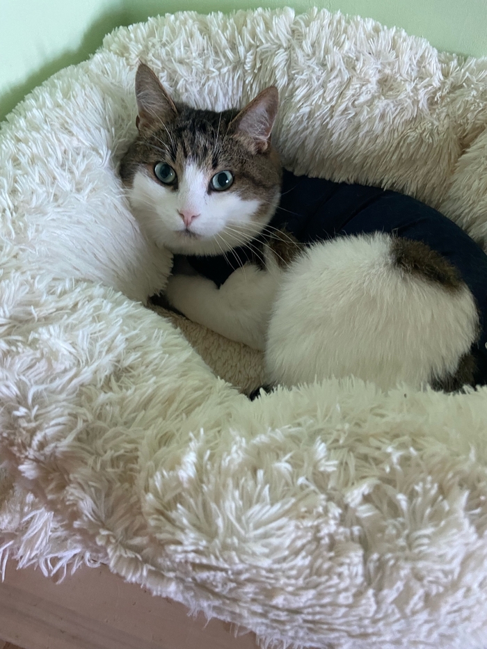 Котику Тефтелю нужны прокладки... Благотворительность, Спасение животных, В добрые руки, Приют для животных, Кот, Бездомные животные, Лига Добра, Сила Пикабу, Длиннопост