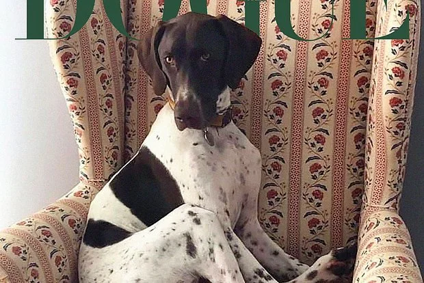 Vogue Magazine has chosen the most stylish dog - Series Pets, Dog, Vogue, Magazine, Photo competition, Pets, Winners, The photo