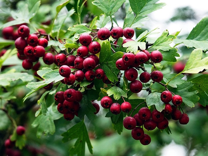 Боярышник перистонадрезанный (Crataegus pinnatifida).