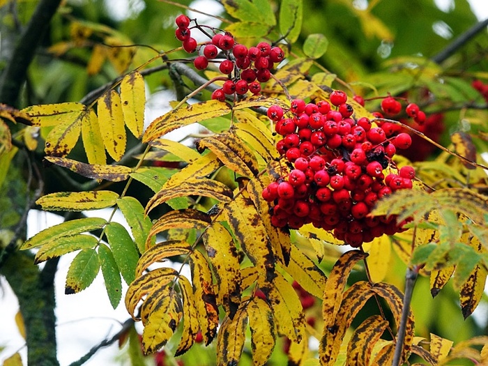 Рябина обыкновенная (Sorbus aucuparia).