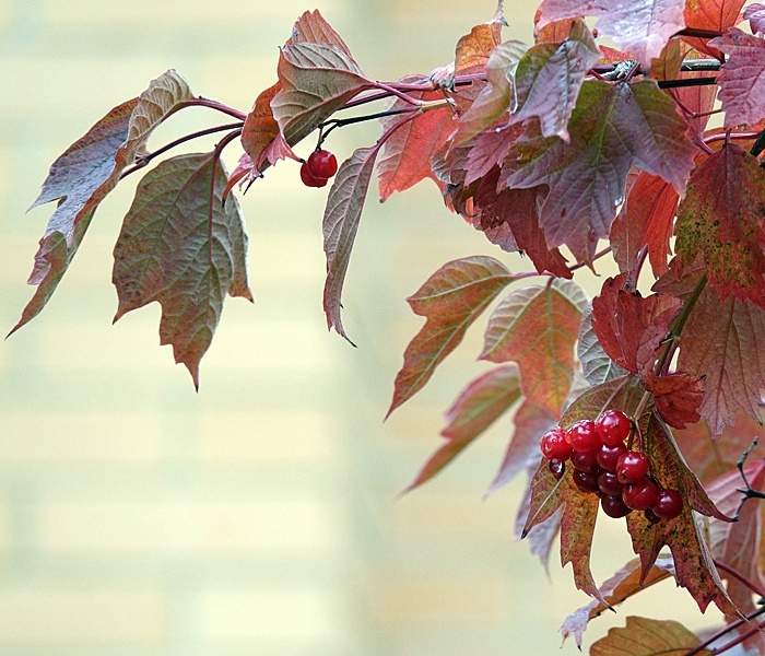 Калина обыкновенная, или калина красная (Viburnum opulus).