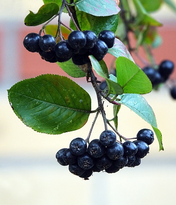 Арония черноплодная, она же черноплодная рябина (Aronia melanocarpa).