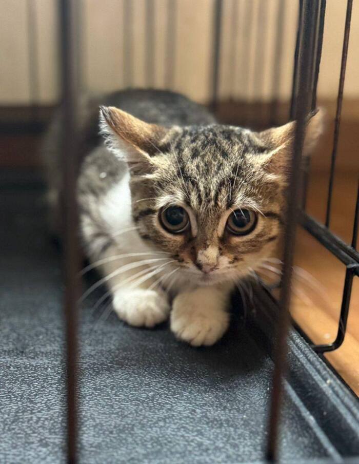 Котенок Ириска из заточения срочно ищет любящую семью!