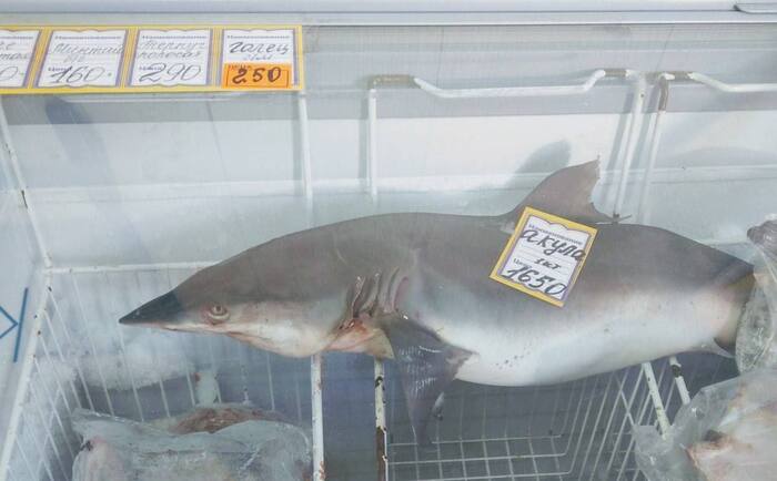 Грустная акула