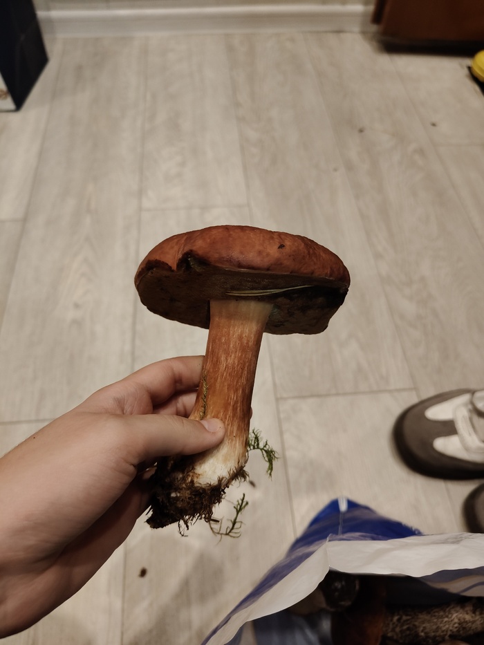    , , ,  , 