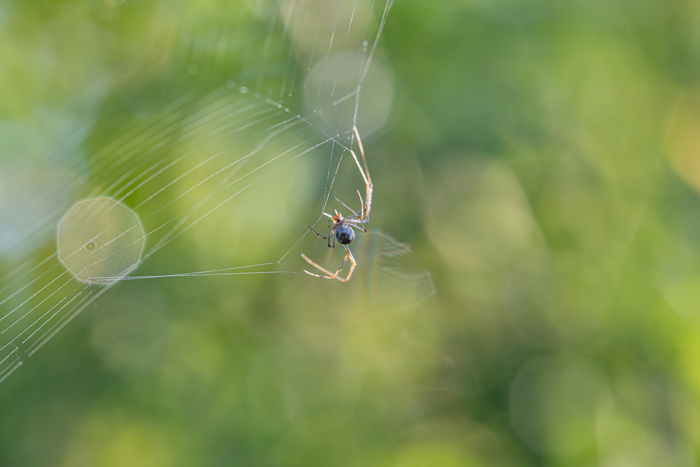 Золотая ловушка